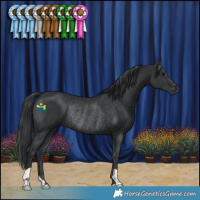 Horse Color:Black Rabicano
