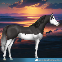 Horse Color:Smoky Black Splash 