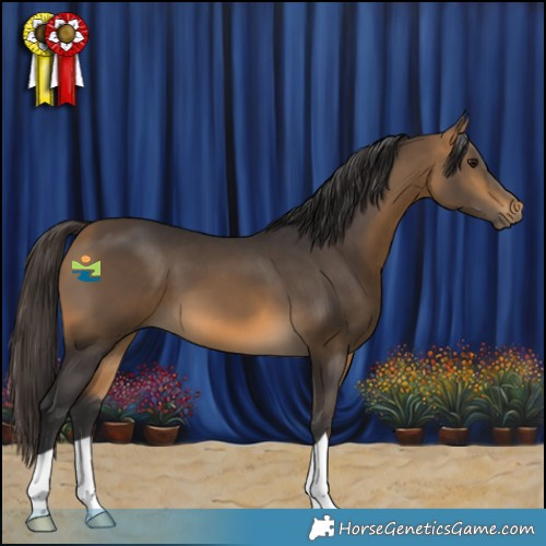 Horse Color:Buckskin 