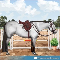 Horse Color:Gray Bay Roan 