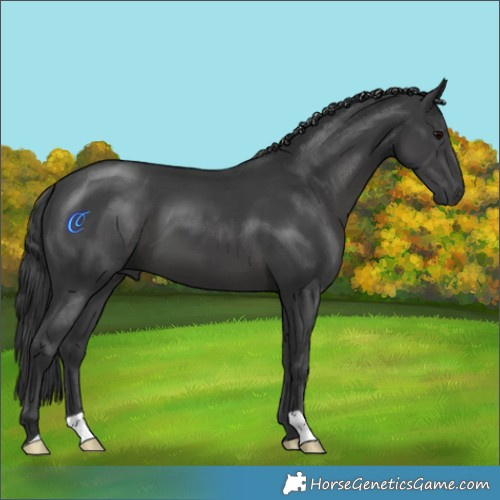 Horse Color:Black 
