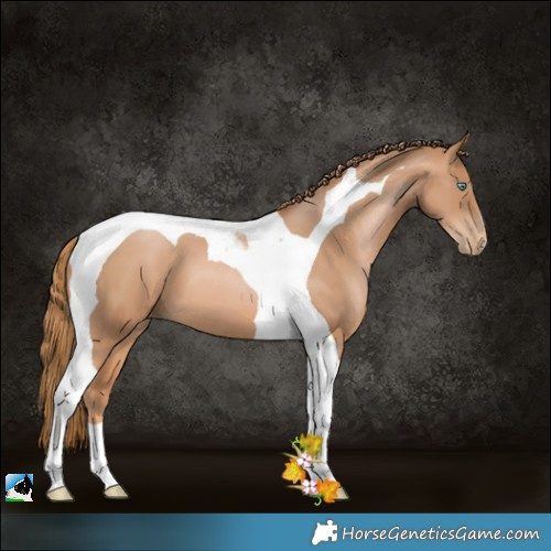 Horse Color:Chestnut Pearl Tobiano