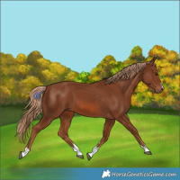 Horse Color:Chestnut 