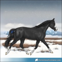 Horse Color:Black 