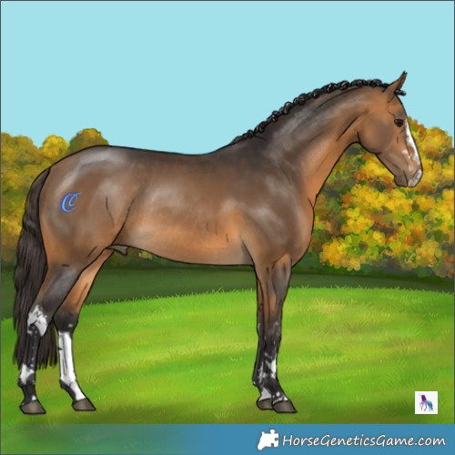 Horse Color:White Spotted Buckskin Rabicano 