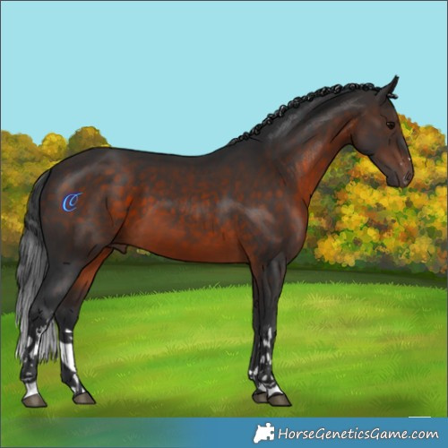 Horse Color:White Spotted Brown 