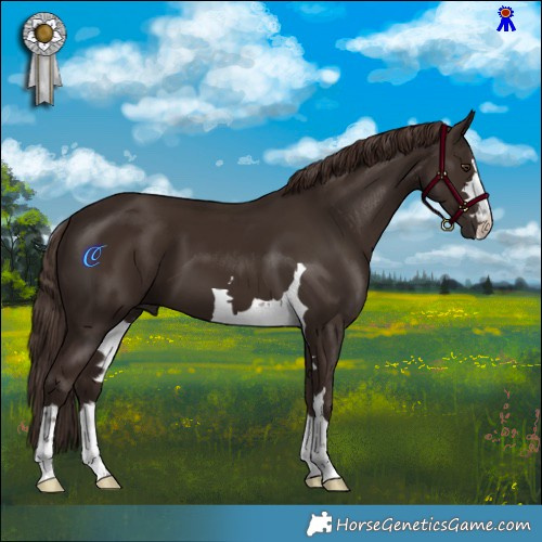 Horse Color:Liver Chestnut 
