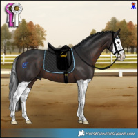 Horse Color:Brown Splash 