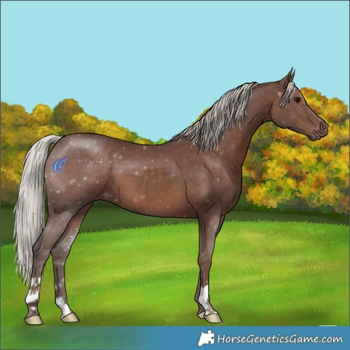 Horse Color:Silver Black 