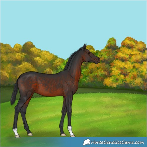 Horse Color:Brown 