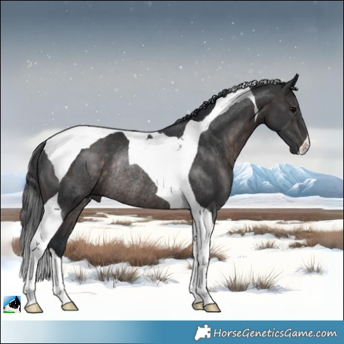 Horse Color:Platinum Brown Tobiano Rabicano 