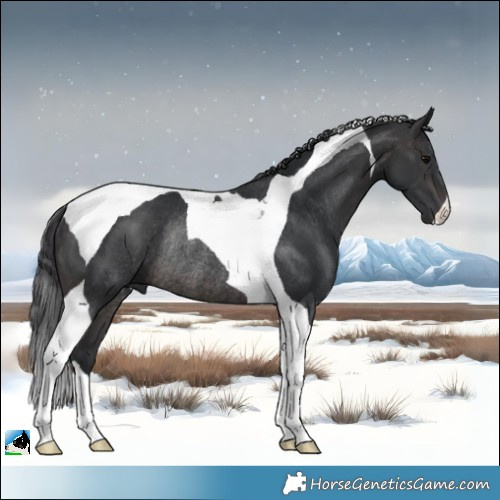 Horse Color:Platinum Brown Tobiano Rabicano 