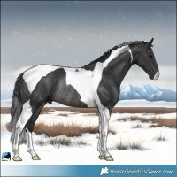 Horse Color:Platinum Brown Tobiano Rabicano