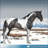 Horse Color:Platinum Brown Tobiano Rabicano 
