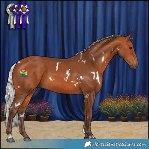 Horse Color:White Spotted Silver Bay 