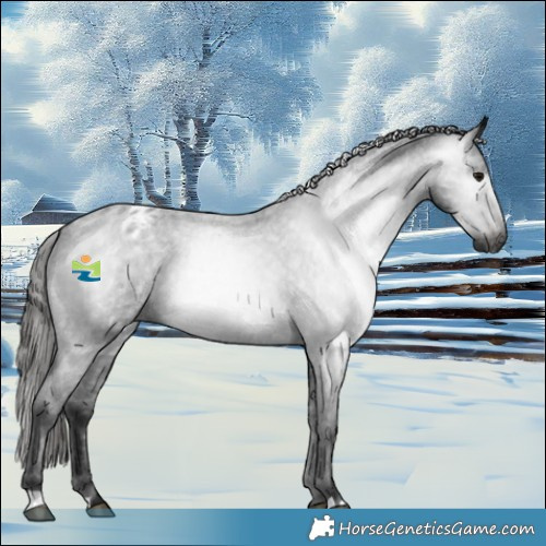 Horse Color:Gray Blue Roan Appaloosa 