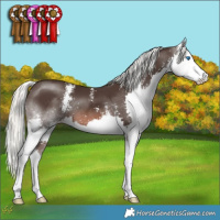 Horse Color:Liver Chestnut Mushroom Sabino Splash