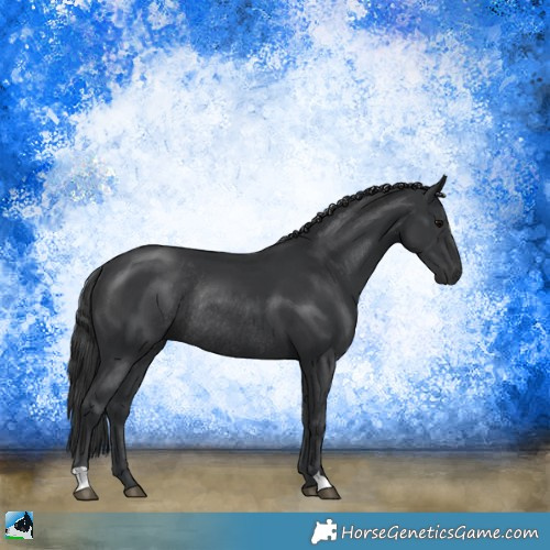 Horse Color:Black Rabicano