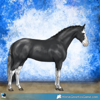 Horse Color:Black Splash