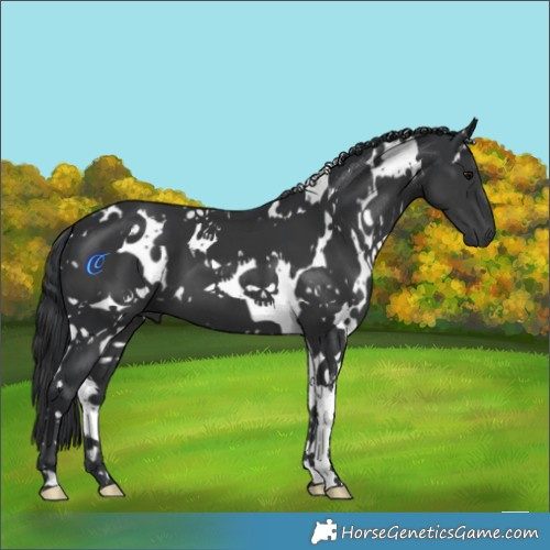 Horse Color:White Spotted Black 