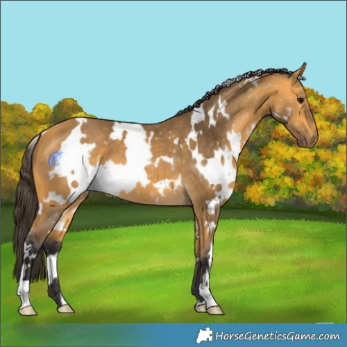Horse Color:White Spotted Buckskin 