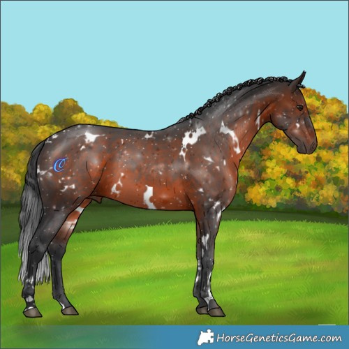 Horse Color:White Spotted Brown Mushroom 
