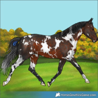 Horse Color:White Spotted Brown