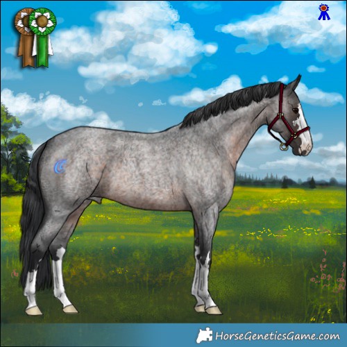 Horse Color:Brown Roan 