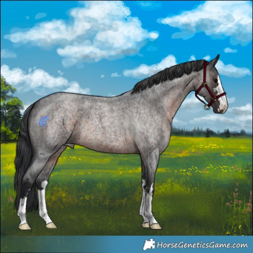 Horse Color:Brown Roan 