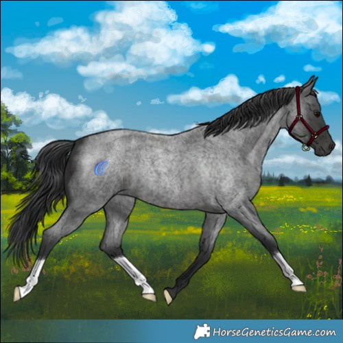 Horse Color:Blue Roan 
