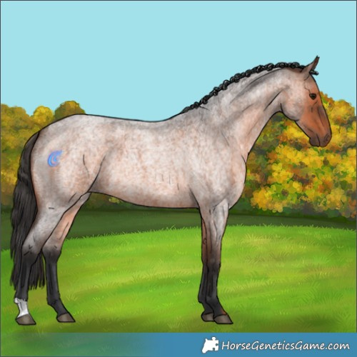 Horse Color:Brown Roan 