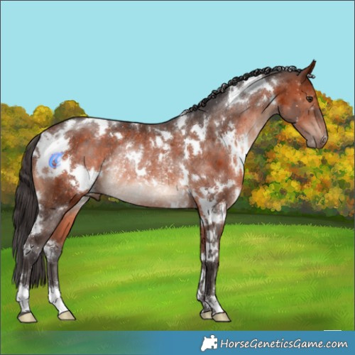 Horse Color:White Spotted Bay Mushroom Rabicano 