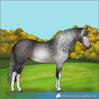 Horse Color:Gray White Spotted Bay 