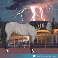 Horse Color:Grullo Roan Rabicano 