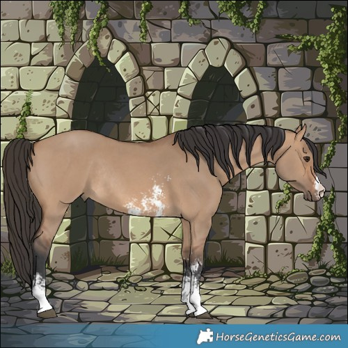 Horse Color:Bay Dun Sabino Rabicano 