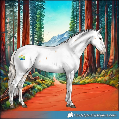 Horse Color:Palomino Appaloosa 