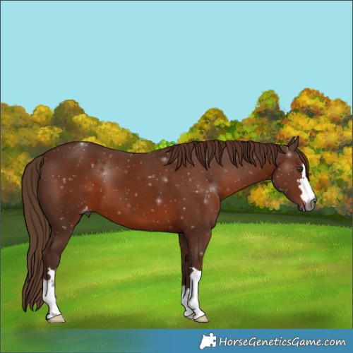 Horse Color:Gray Chestnut Appaloosa 