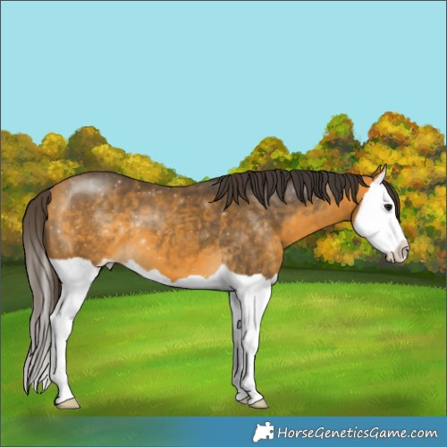 Horse Color:Buckskin Splash 