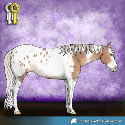 Horse Color:Silver Brown Dun Splash Tobiano Appaloosa Rabicano 