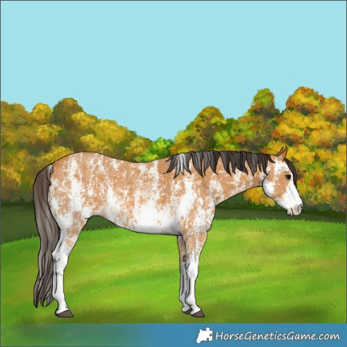 Horse Color:Buckskin Sabino Rabicano and Buckskin Sabino Rabicano