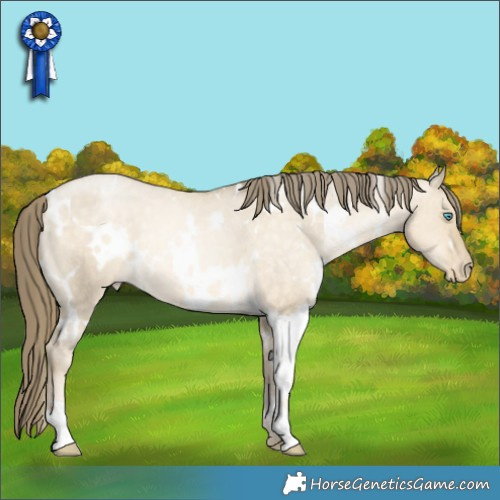 Horse Color:White Spotted Buckskin Pearl Dun Appaloosa Rabicano 