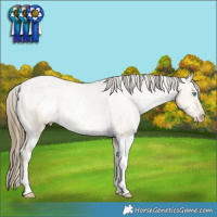 Horse Color:White Spotted Buckskin Pearl Dun Appaloosa Rabicano 