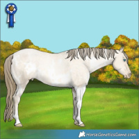 Horse Color:White Spotted Buckskin Pearl Dun Appaloosa Rabicano 
