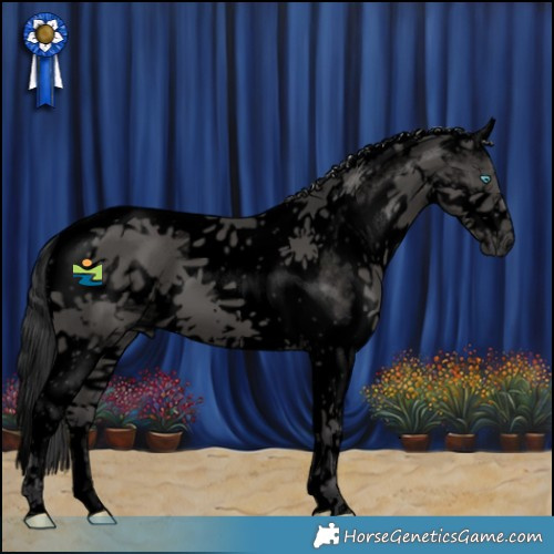 Horse Color:Void Black Splash Tobiano Frame 
