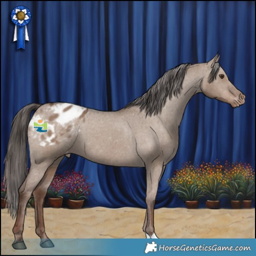 Horse Color:Liver Red Dun Appaloosa 