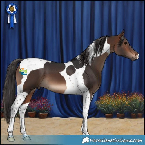 Horse Color:Brown Tobiano 