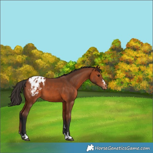 Horse Color:Bay Appaloosa
