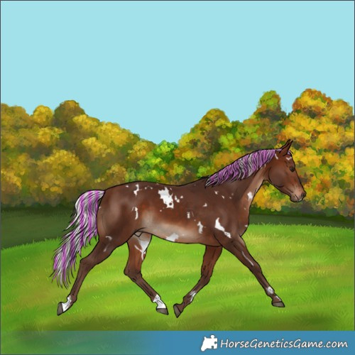 Horse Color:Painted White Spotted Silver Bay 