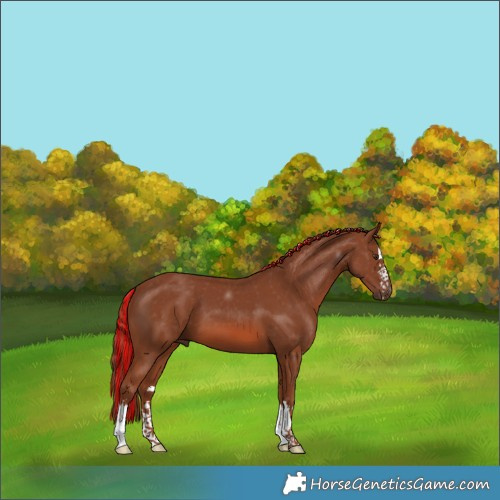 Horse Color:Painted Chestnut 