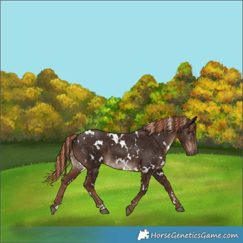 Horse Color:Painted White Spotted Liver Chestnut 